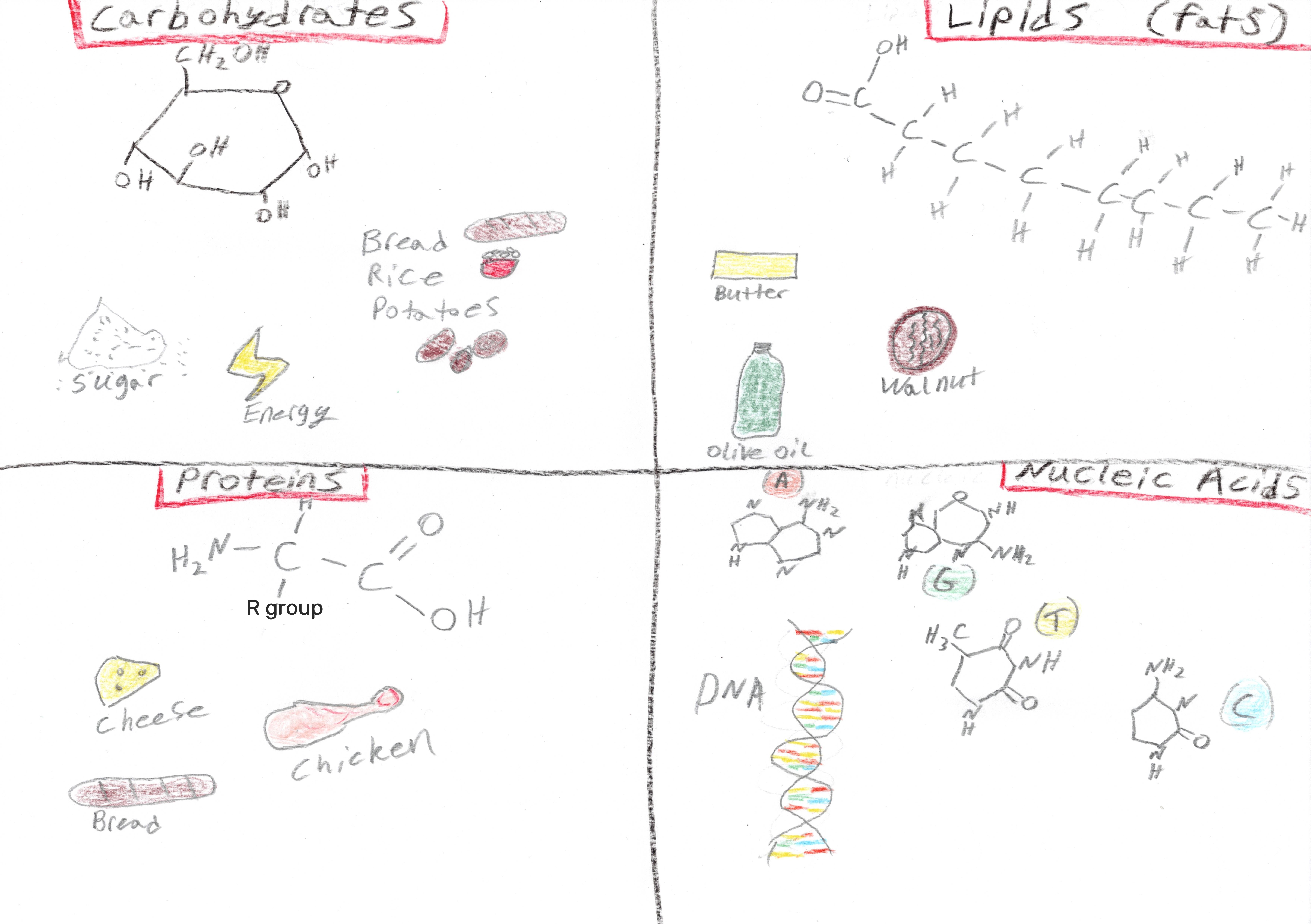 Key Molecules of Life